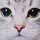 Katze