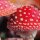 Pilze