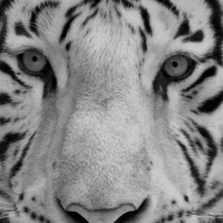 Tiger grey