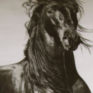 Pferd