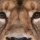 Löwe