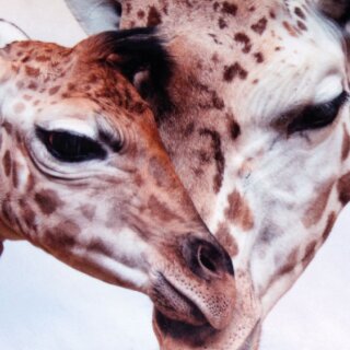 Giraffen 40x60cm