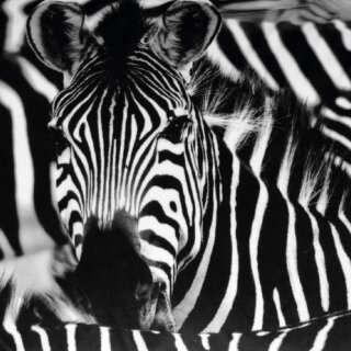 Zebra 40x60cm