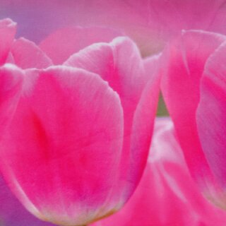 Tulpen 40x60cm