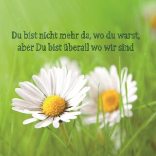 Gänseblümchen