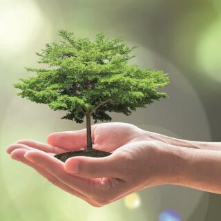 Baum